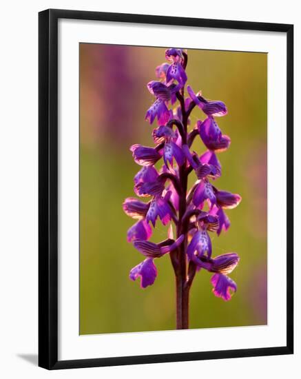 Green-Winged Orchid, Barrington Hill Somerset, UK-Ross Hoddinott-Framed Photographic Print