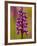 Green-Winged Orchid, Barrington Hill Somerset, UK-Ross Hoddinott-Framed Photographic Print