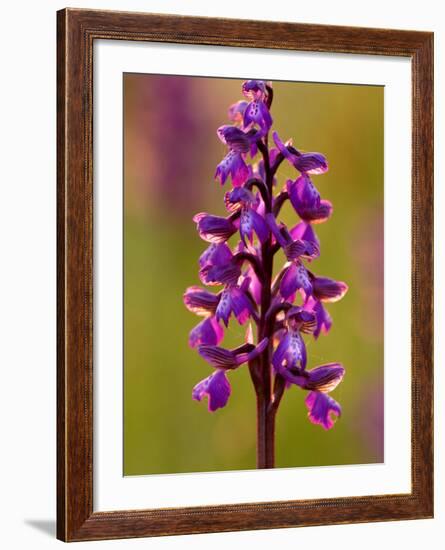 Green-Winged Orchid, Barrington Hill Somerset, UK-Ross Hoddinott-Framed Photographic Print