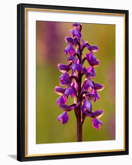 Green-Winged Orchid, Barrington Hill Somerset, UK-Ross Hoddinott-Framed Photographic Print