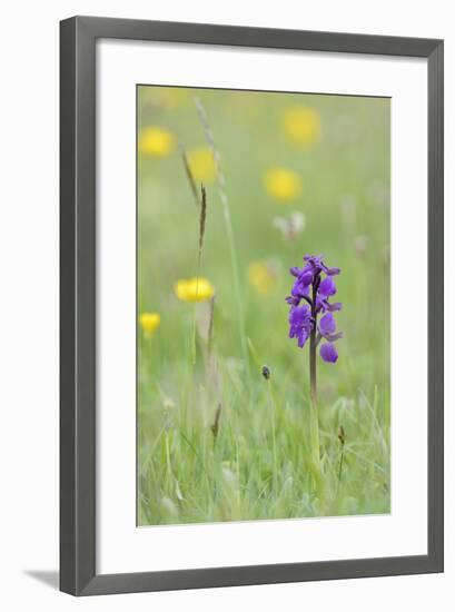 Green-Winged Orchid (Orchis) (Anacamptis Morio) Flowering in a Hay Meadow-Nick Upton-Framed Photographic Print