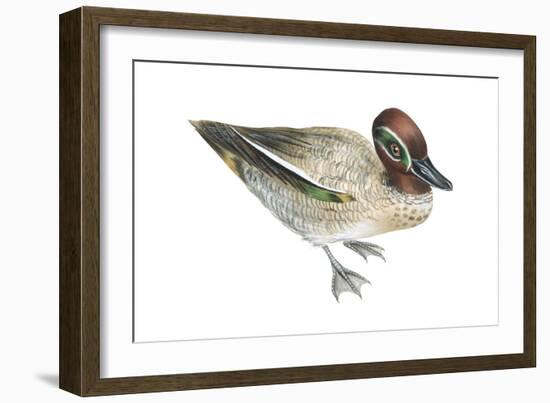 Green-Winged Teal (Anas Crecca), Duck, Birds-Encyclopaedia Britannica-Framed Art Print