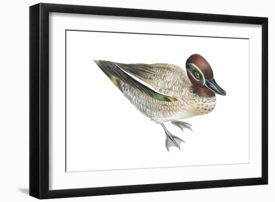 Green-Winged Teal (Anas Crecca), Duck, Birds-Encyclopaedia Britannica-Framed Art Print