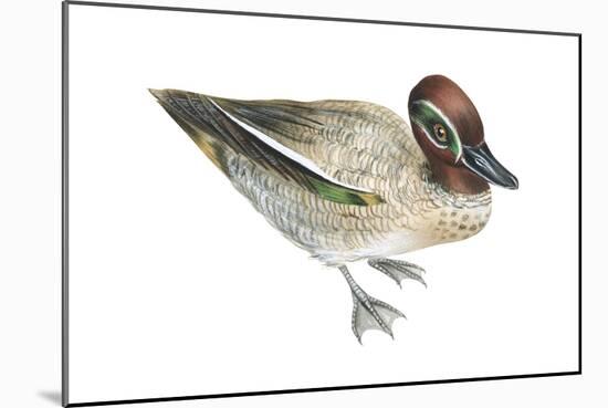 Green-Winged Teal (Anas Crecca), Duck, Birds-Encyclopaedia Britannica-Mounted Art Print