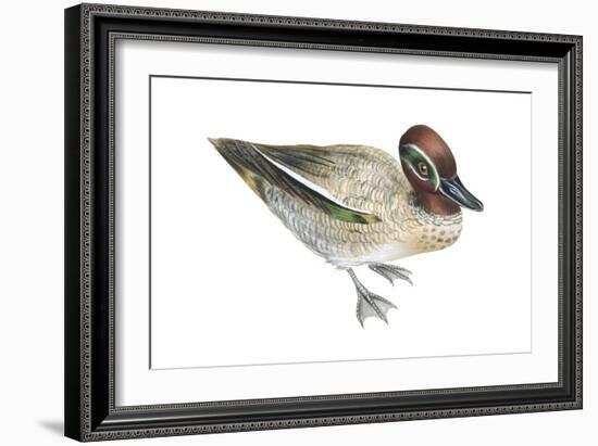 Green-Winged Teal (Anas Crecca), Duck, Birds-Encyclopaedia Britannica-Framed Art Print