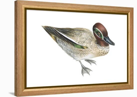 Green-Winged Teal (Anas Crecca), Duck, Birds-Encyclopaedia Britannica-Framed Stretched Canvas