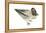Green-Winged Teal (Anas Crecca), Duck, Birds-Encyclopaedia Britannica-Framed Stretched Canvas