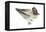 Green-Winged Teal (Anas Crecca), Duck, Birds-Encyclopaedia Britannica-Framed Stretched Canvas