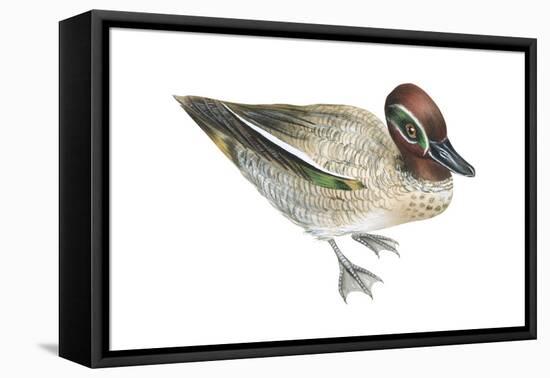 Green-Winged Teal (Anas Crecca), Duck, Birds-Encyclopaedia Britannica-Framed Stretched Canvas