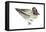 Green-Winged Teal (Anas Crecca), Duck, Birds-Encyclopaedia Britannica-Framed Stretched Canvas