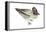 Green-Winged Teal (Anas Crecca), Duck, Birds-Encyclopaedia Britannica-Framed Stretched Canvas