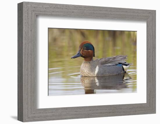 Green-Winged Teal Drake-Ken Archer-Framed Photographic Print