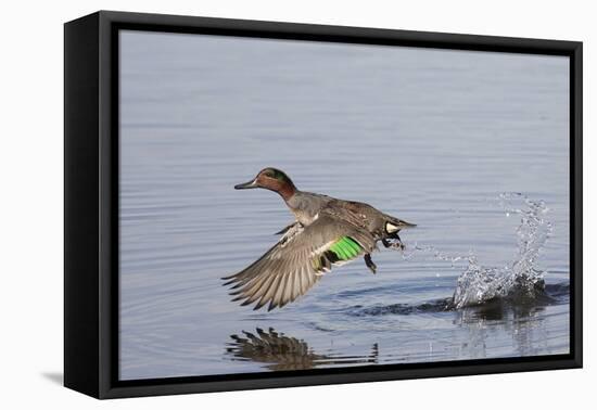 Green-Winged Teal Drakes Takes Off-Hal Beral-Framed Premier Image Canvas