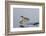 Green-Winged Teal Drakes Takes Off-Hal Beral-Framed Photographic Print