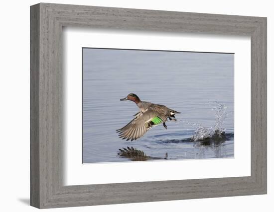 Green-Winged Teal Drakes Takes Off-Hal Beral-Framed Photographic Print