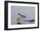 Green-Winged Teal Drakes Takes Off-Hal Beral-Framed Photographic Print