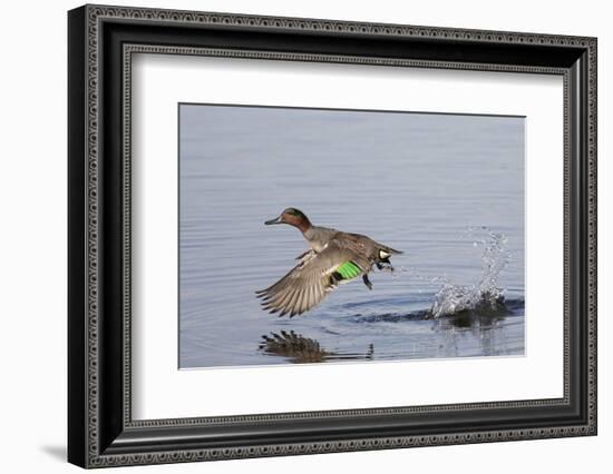 Green-Winged Teal Drakes Takes Off-Hal Beral-Framed Photographic Print