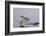 Green-Winged Teal Drakes Takes Off-Hal Beral-Framed Photographic Print