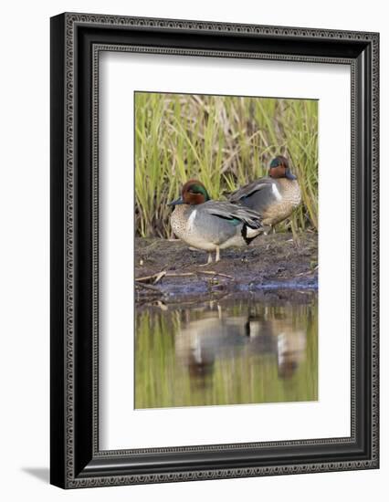 Green-Winged Teal Drakes-Ken Archer-Framed Photographic Print