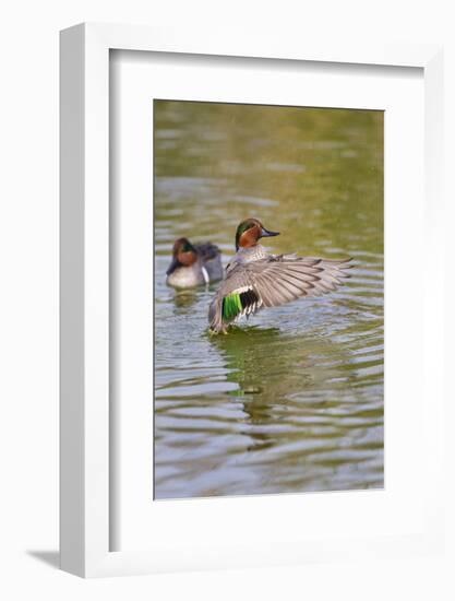 Green-Winged Teal Stretching Wings-Larry Ditto-Framed Photographic Print