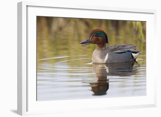 Green Winged Teal-Ken Archer-Framed Photographic Print