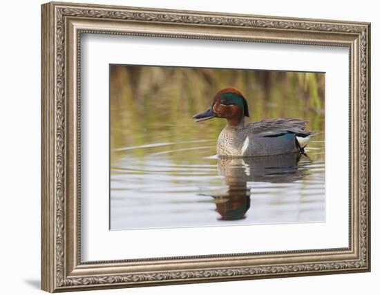 Green Winged Teal-Ken Archer-Framed Photographic Print