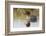 Green Winged Teal-Ken Archer-Framed Photographic Print