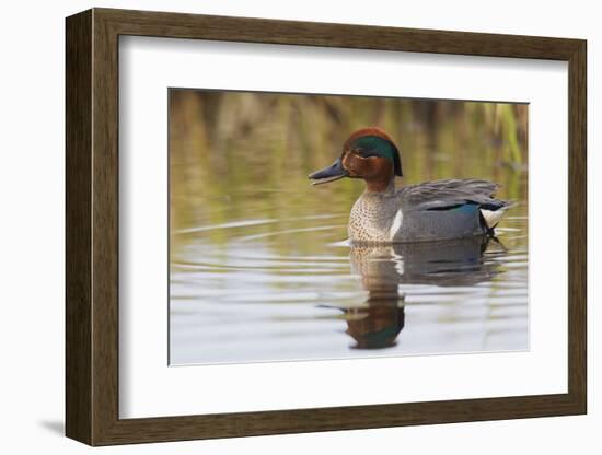 Green Winged Teal-Ken Archer-Framed Photographic Print