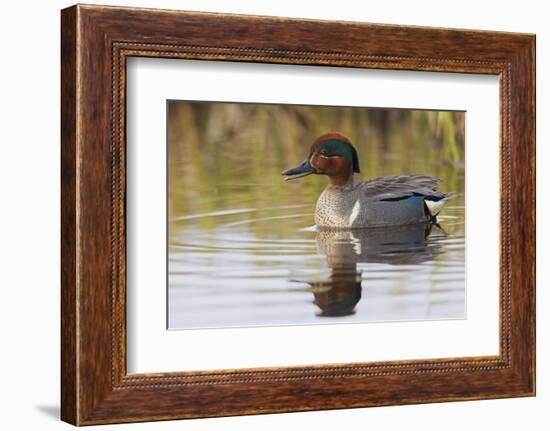 Green Winged Teal-Ken Archer-Framed Photographic Print