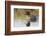 Green Winged Teal-Ken Archer-Framed Photographic Print