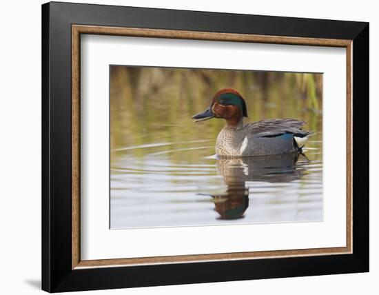 Green Winged Teal-Ken Archer-Framed Photographic Print