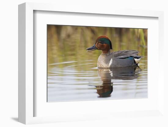 Green Winged Teal-Ken Archer-Framed Photographic Print