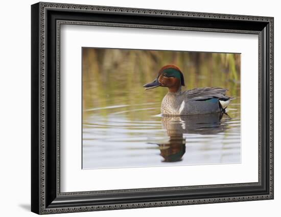 Green Winged Teal-Ken Archer-Framed Photographic Print