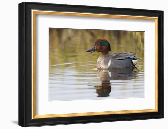 Green Winged Teal-Ken Archer-Framed Photographic Print