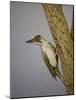 Green Woodpecker, 2016-Pat Scott-Mounted Giclee Print