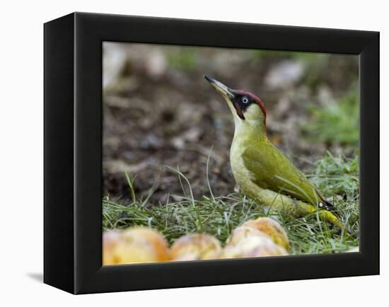 Green Woodpecker Male Alert Posture Among Apples on Ground, Hertfordshire, UK, January-Andy Sands-Framed Premier Image Canvas