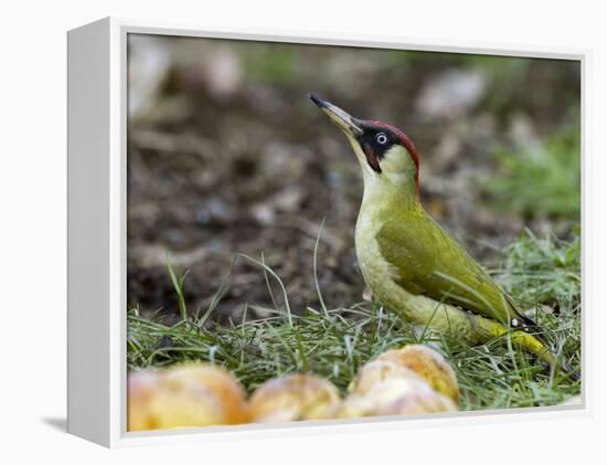 Green Woodpecker Male Alert Posture Among Apples on Ground, Hertfordshire, UK, January-Andy Sands-Framed Premier Image Canvas