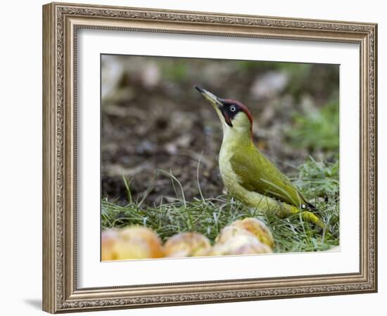 Green Woodpecker Male Alert Posture Among Apples on Ground, Hertfordshire, UK, January-Andy Sands-Framed Photographic Print