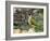 Green Woodpecker Male Alert Posture Among Apples on Ground, Hertfordshire, UK, January-Andy Sands-Framed Photographic Print