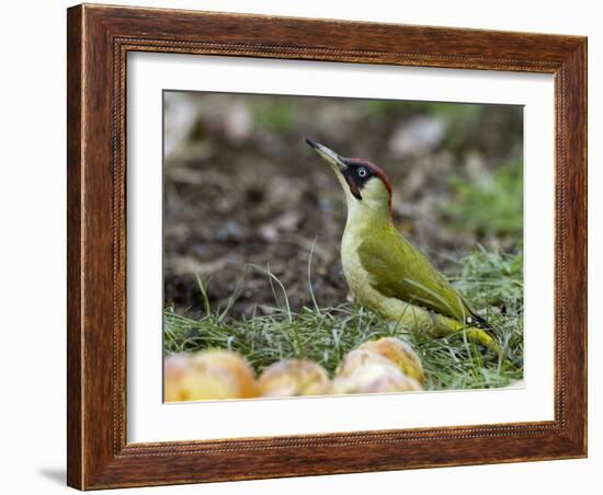 Green Woodpecker Male Alert Posture Among Apples on Ground, Hertfordshire, UK, January-Andy Sands-Framed Photographic Print