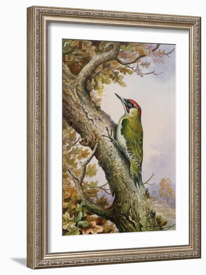 Green Woodpecker-Carl Donner-Framed Giclee Print