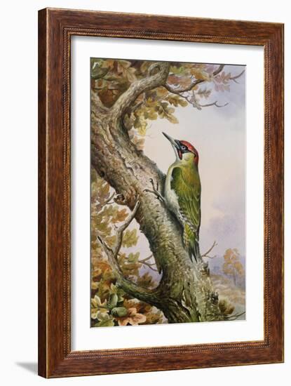 Green Woodpecker-Carl Donner-Framed Giclee Print