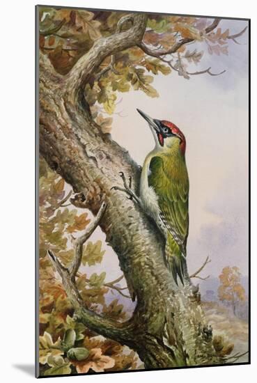 Green Woodpecker-Carl Donner-Mounted Giclee Print