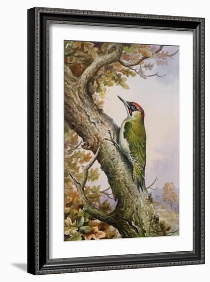 Green Woodpecker-Carl Donner-Framed Giclee Print