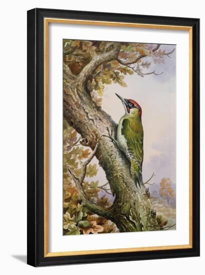 Green Woodpecker-Carl Donner-Framed Giclee Print