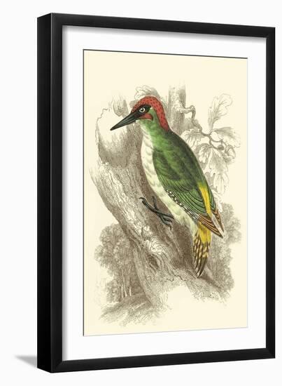 Green Woodpecker-Sir William Jardine-Framed Art Print