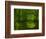 Green World-Irene Suchocki-Framed Photographic Print