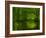 Green World-Irene Suchocki-Framed Photographic Print