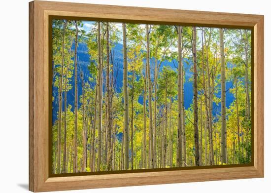 Green Yellow Aspen Trees-duallogic-Framed Premier Image Canvas