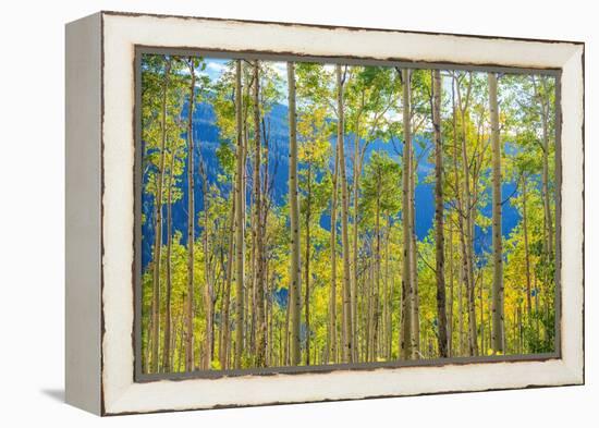 Green Yellow Aspen Trees-duallogic-Framed Premier Image Canvas